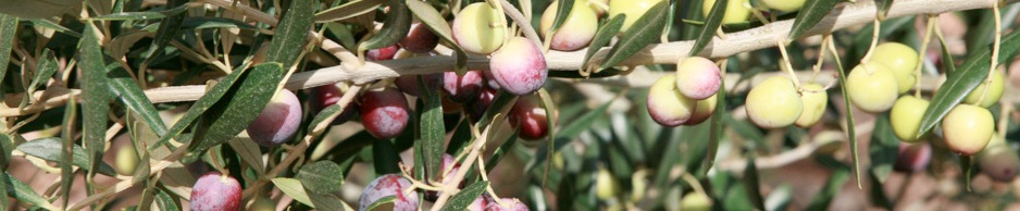 huile-olive-papillon-caracteristique