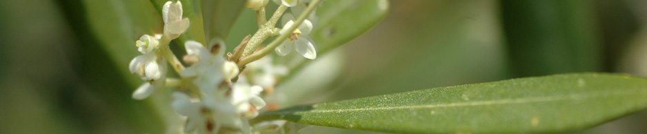 huile-olive-papillon-agriculture-bio